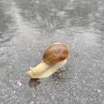 Cros de Géorand - Concours photo 2025 "Au ras du sol sur le plateau ardéchois" - Caroline M.