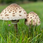 Cros de Géorand - Concours photo 2025 "Au ras du sol sur le plateau ardéchois" - Sonia R.