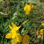 Cros de Géorand - Concours photo 2025 "Au ras du sol sur le plateau ardéchois" - Elisa C.
