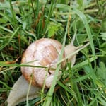 Cros de Géorand - Concours photo 2025 "Au ras du sol sur le plateau ardéchois" - Elisa C.