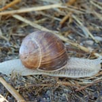 Cros de Géorand - Concours photo 2025 "Au ras du sol sur le plateau ardéchois" - Manu U.