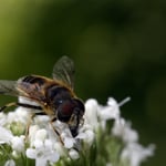 Cros de Géorand - Concours photo 2025 "Au ras du sol sur le plateau ardéchois" - Franck E.