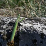 Cros de Géorand - Concours photo 2025 "Au ras du sol sur le plateau ardéchois" - Alban P.