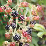 Brombeeren