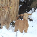 Die Ziegen fühlen sich auch im Winter wohl