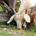 Die Ziegen beim Fressen