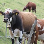 Unsere Kühe auf der Weide