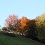 Bute Farben im Herbst