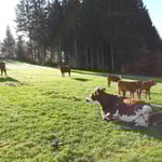 Mutterkühe auf der Weide