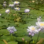 神戸どうぶつ王国の広い池一面に睡蓮が咲いていました。　　　　　　　　・睡蓮の池広々と満たし咲く（和良）