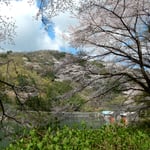 上勝町の正木ダムでは桜が咲き、鶯が鳴いていました。　・鶯の次々に鳴き迎へくれ（和良）