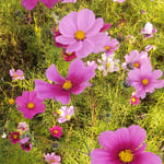 休耕田のコスモスはお仕舞まで綺麗な色を付けていました。　　・コスモスの仕舞の花の美しく（和良）