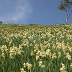 南あわじ市の灘黒岩水仙郷です。500万本の野水仙が咲き競っていました。  ・野水仙群れ咲く果ての空の青（和良）