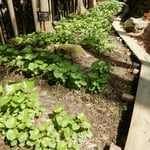 月ヶ谷温泉の渓流沿いに葉山葵の山葵田がありました。　　・山葵田の細き木道くねくねと（和良）