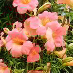 凌霄花は緑の垣根を丸ごと乗っ取り花を咲かせていました。　・のうぜんの緑の垣根のっとりて（和良）