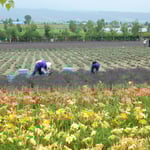 富良野ではラベンダーの花の収穫が始まっていました。　　　　　　　　　　　　・収穫は今も手仕事ラベンダー(和良)