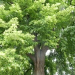 クトナーホラには花をつけた菩提樹の大木がたくさんありました。　　　　・菩提樹の花の盛りの街を行く（和良）
