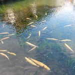 富士山の裾野にある山梨県の忍野八海の水は澄んでいました。　　　　　　・虹鱒や忍野八海水澄みて（和良）