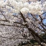 吉野川オアシスサービスエリアの染井吉野です。　　　　　　　　　　　　・これほどの染井吉野の白さかな（和良）