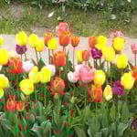 北島町のチューリップ園にはいろいろな種類がありました。　　　　・とりどりの色美しきチューリップ(和良)