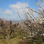 吉野川市鴨島町森藤で見た梅林です。　　　　　　　　　　　　　　　　　　　　　　　　　　　　　　　　　　　　　　　　　　　・日に向かひ陰のなかりし梅の花（和良）