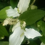 放り続く雨に半夏生は勢いを増しているように見えました。　　・雨の日の片白草の勢かな（和良）