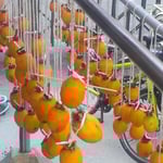 我が家ではいつもうまいと言われる大和柿を吊るします。　　・不揃ひもまた好しとして柿吊す（和良）