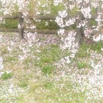 向麻山公園の枝垂れ桜が散る地面には蒲公英が咲いていました。　　　　　・桜散る大地に早も蒲公英が(和良)