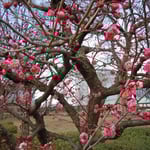大阪城公園の梅林に咲き始めた紅梅です。今年は開花が遅れているようです。 ・まだ風のとんがってゐる梅二月(和良)