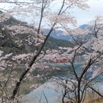 上勝町の正木ダムの湖畔公園では満開の桜に啄木鳥が来ていました。　・啄木鳥の叩きそろそろ飛花落花(和良)