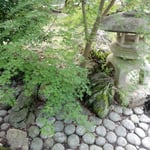 掛川城にある竹の丸の庭園では青楓が風に揺れていました。　　　　　　　・風通る明治の庭の青楓(和良)