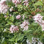 円福寺の大きな藤袴は犇くように花をつけていました。　　　・派手でなく地味でなき色藤袴（和良）