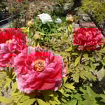 牡丹はじっと眺めていると香りが近寄って来るようでした。　・佇めば香の近寄りて来る牡丹（和良）