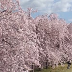 吉野川市の向麻山公園では満開の桜に人も小鳥も来ていました。　　・桜咲き満ちて人来る小鳥来る(和良)