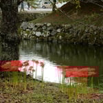 彦根城の周囲には曼珠沙華が咲き競っていました。　　　　　　　　　　　・曼珠沙華井伊直弼の城に咲く(和良)