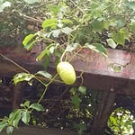 徳島城公園の薔薇園の隣の棚に郁子の実が垂れていました。　　・台風の来さうな空に郁子垂るる（和良）