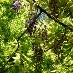 寒霞渓のこううん駅で降りると隠れ咲く藤の花を見つけました。　・隠れ咲きゐる藤の花ありにけり(和良)