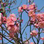 文化の森の紅梅は甘い香りを漂わせていました。　　　　　　　　　　　　　　　　　　　　　　　　　　　　　　　　　　　　　・紅梅の一花一花に虻の来て（和良）