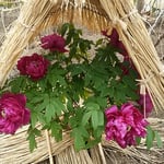 戦後の俳句界をリードしてきた金子兜太さんが98歳で逝去されました。　　・寒牡丹散り初め金子兜太逝く（和良）