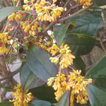 雨の日の我が家の金木犀は雨滴を置いて香りが強くなりました。　　・雨滴置き木犀の香の一入に(和良)