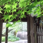 熊谷寺の中門は仁王門とともに歴史的にも価値の高い建造物です。　・本堂へ楓若葉の門くぐり(和良)