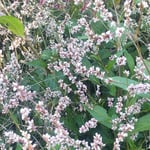 石井町の藍農家の藍の畑には三番藍の花が咲き満ちていました。　　・満開と云へど淋しき藍の花(和良)