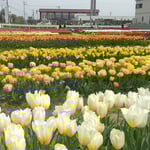 北島町のチューリップ園では何列にも綺麗に並んでいました。　　・並ぶとは美しきことチューリップ(和良)