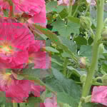 周囲の田に水を引き終えて立葵を仰ぎ見る人も見受けられました。　・田水引き終えて仰ぎし立葵(和良)