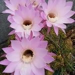 犇めき合って咲いた仙人掌は紅がほのかで美しかったです。　・紅ほのかなる仙人掌の花の色（和良）