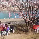 蜂須賀桜と武家屋敷の会の皆さんがお花見会を開いてくれました。　　　　・花冷えに熱き善哉ありがたく（和良）