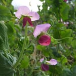 吉野川市鴨島町の農家の庭先に咲いていた豌豆の花です。大柄でした。  ・庭先の豌豆の花盛りなる（和良）