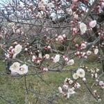 梅の下に佇んでいますと香りが届いてきました。　　　　　　　　　　　　　　　　　　　　　　　　　　　　　　　　　　　　　・梅の香の不意に届きてすぐ消ゆる（和良）