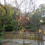 高松市の屋島にあるうどんの老舗「わら家」の庭の枯葉です。　　　　　　・日当たれば枯葉に色の蘇る（和良）