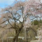 埼玉県秩父市の清雲寺のしだれ桜は樹齢600年と伝えられています。　　　。六百年しだれ咲き継ぐ大桜（和良）